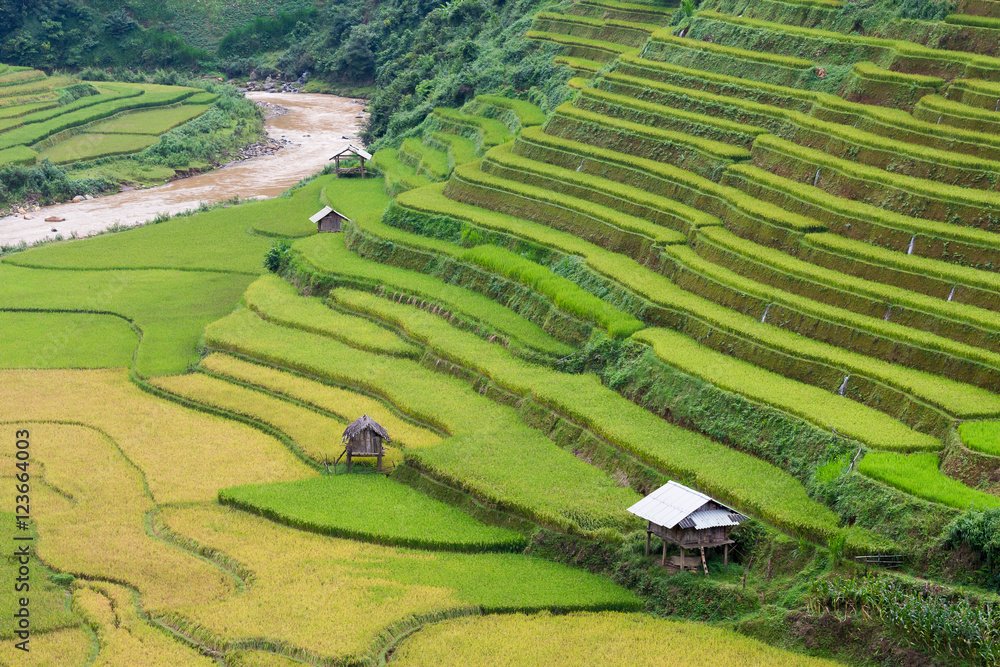 Rice fields at Northwest Vietnam.