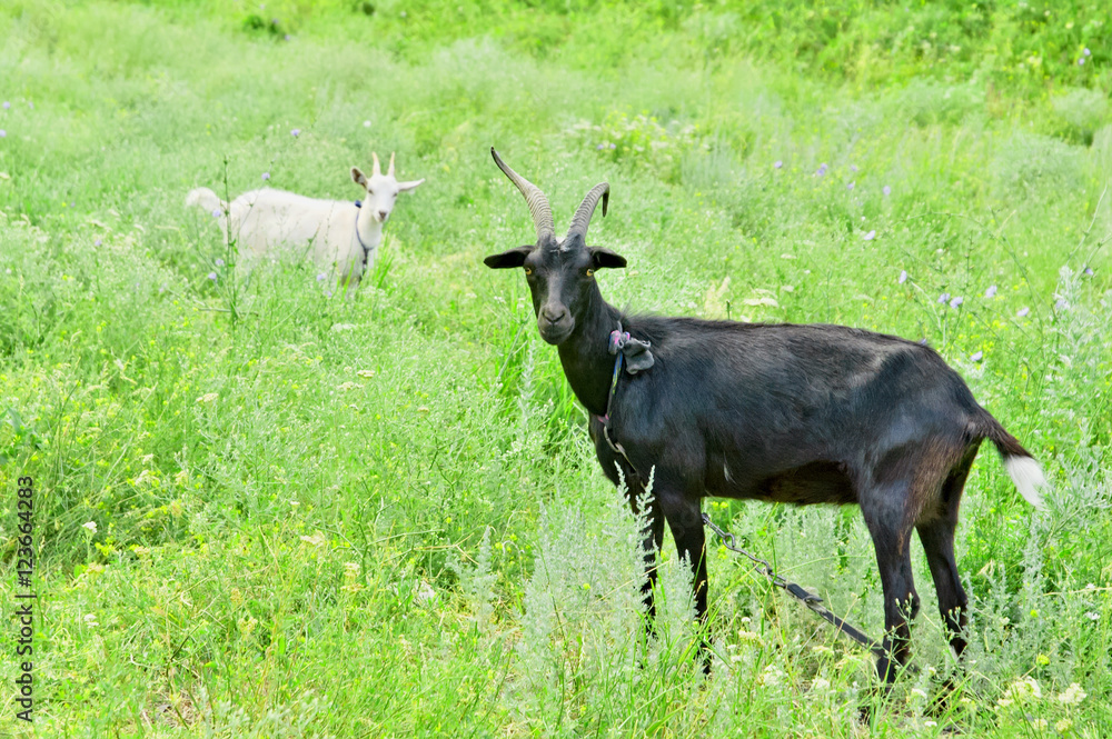 Obraz premium Two goats (black and white)