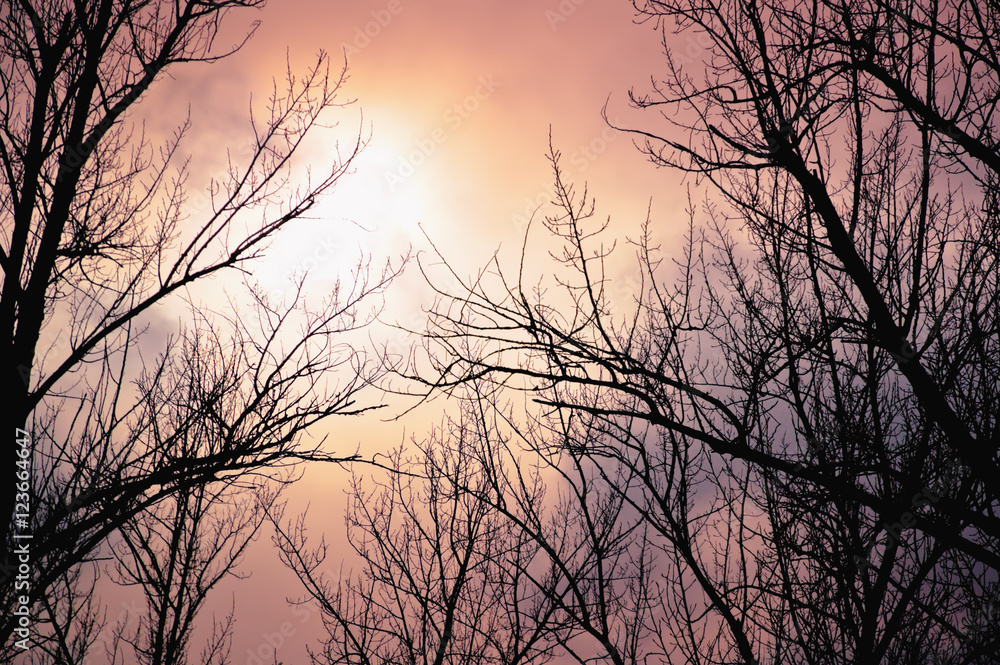 Leafless trees against the winter dusk background Leafless trees against the winter dusk background