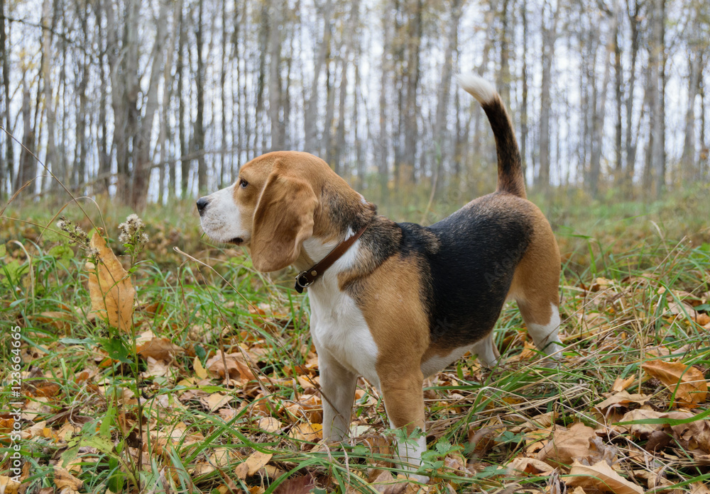 Собака породы бигль на прогулке в осеннем лесу 