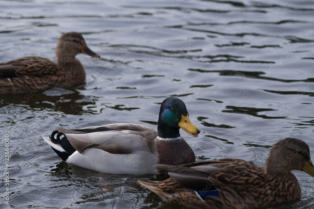 Stockenten im See Stockenten im See