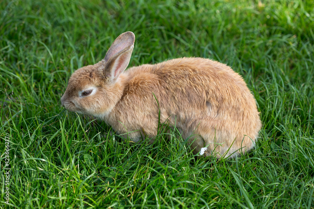 Rabbit portrait in a green background of a meadow Rabbit portrait in a green background of a meadow