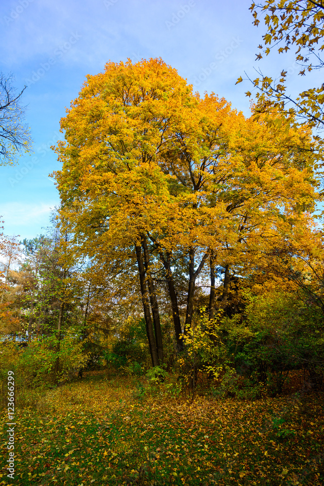 Amazing maple tree in autumn colors, Armenia