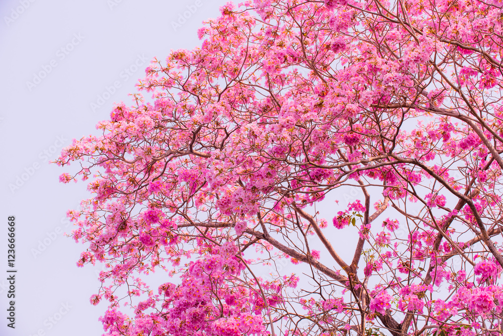 Φωτογραφία Tabebuia rosea