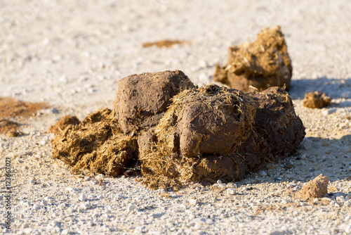 Tableau sur toile Elephant Dung