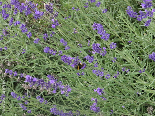 A pity bee on the lavender