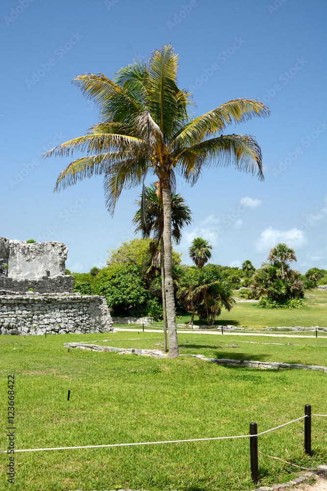 Tropical palm/ palm in Maya Ruins.Mexico