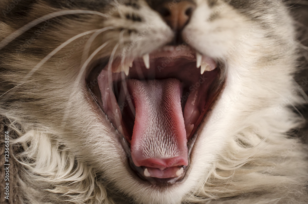 Obraz premium tongue of a cat, close-up, macro