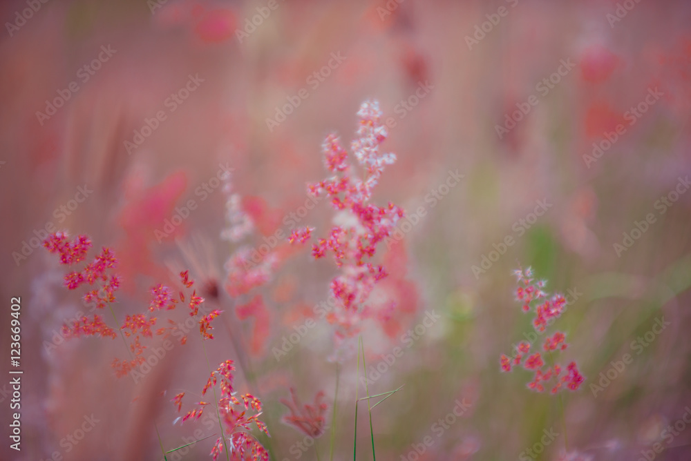 Flowers grass blurred bokeh background vintage