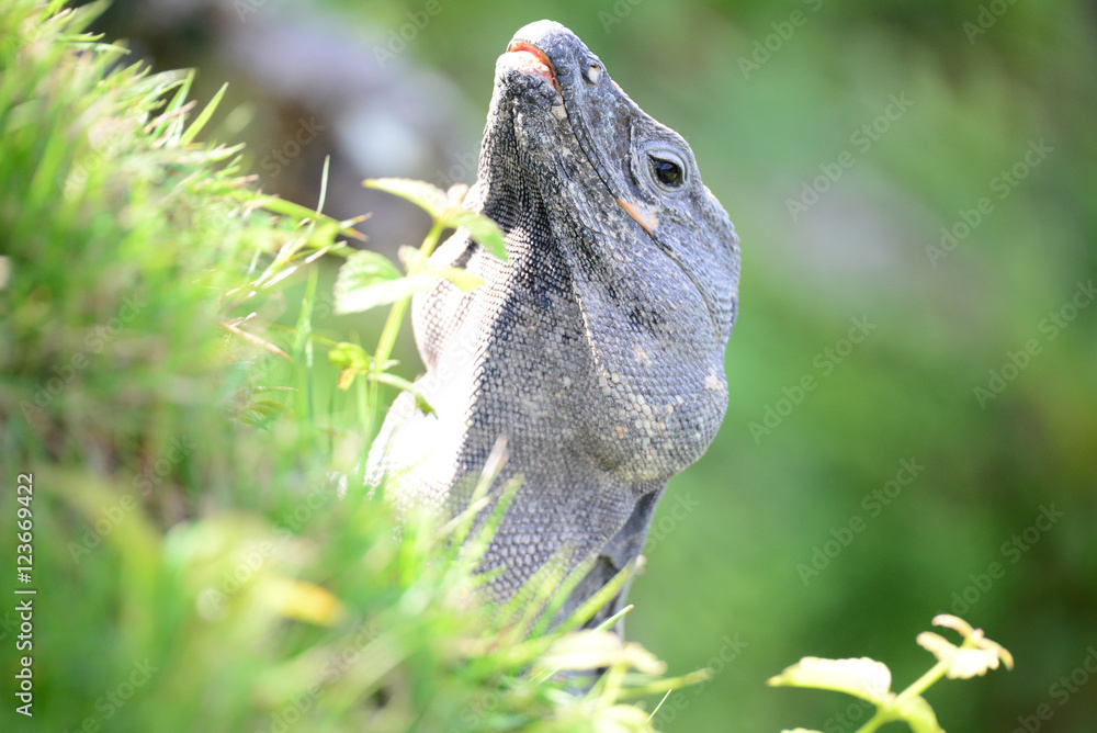 Obraz premium neugierige Echse