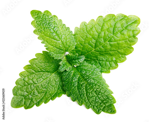Fresh raw mint or green lemon balm leaves (Melissa officinalis) isolated on white background