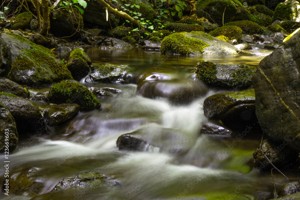 Water flow in the green forest Water flow in the green forest