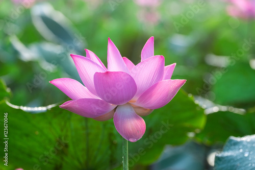 Pink lotus flower with green leaf background. Dong Thap, VietNam