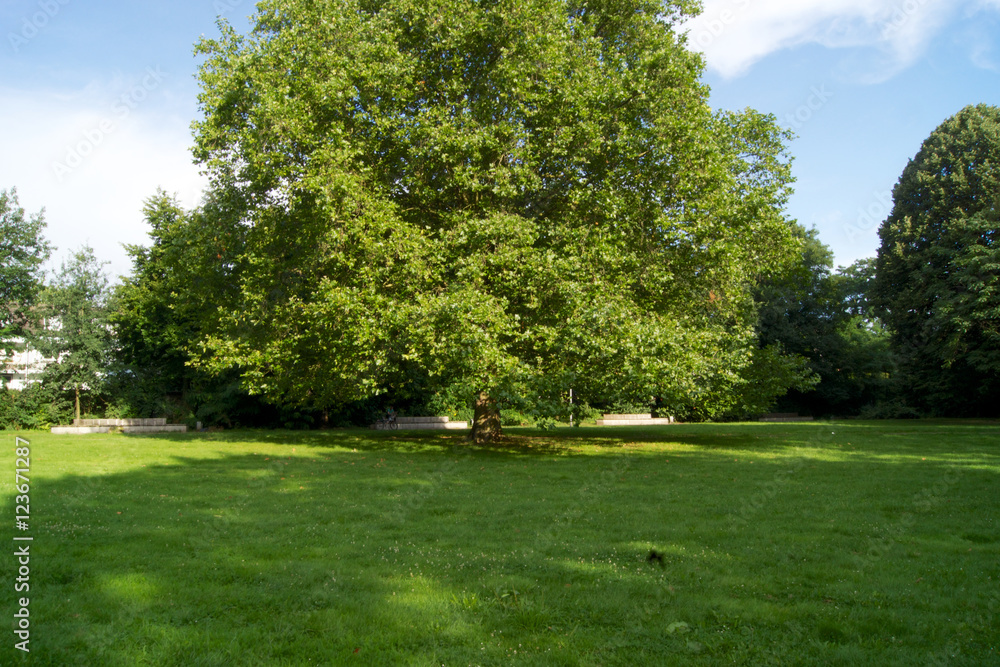 Fototapeta premium Park mit alten Bäumen