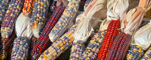 Cheerful and Colorful dried Indian Corn in a basket as decoration for Thanksgiving Table, Halloween, and the Fall Season  photo