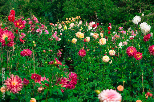 Beautiful Dahlias in the fall