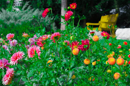 Beautiful Dahlias in the fall
