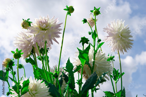Beautiful Dahlias in the fall