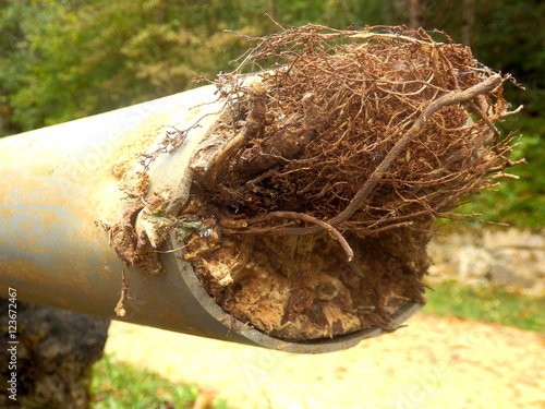 Obraz na plátně Blocked drainage pipe caused by ingress of tree roots