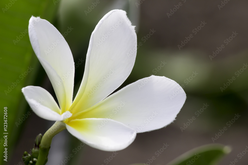 Fototapeta premium White Flower