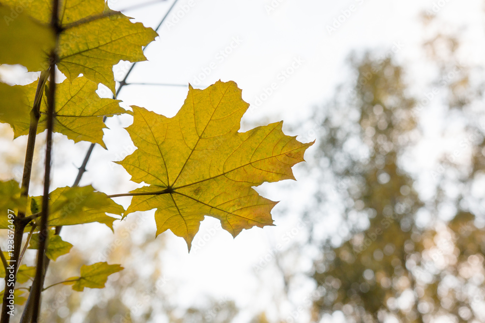 yellow maple leaf in autumn on sky background