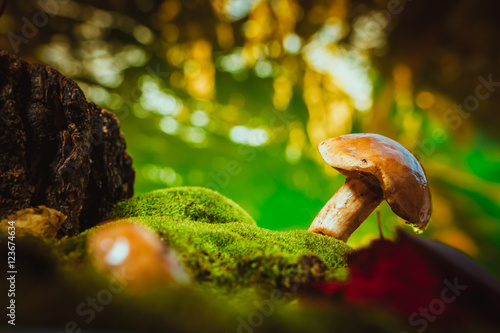 fresh brown cap boletus mushroom on moss © ruslan1117