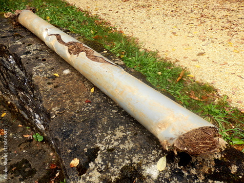 Blocked and split drainage pipe caused by ingress of tree roots 