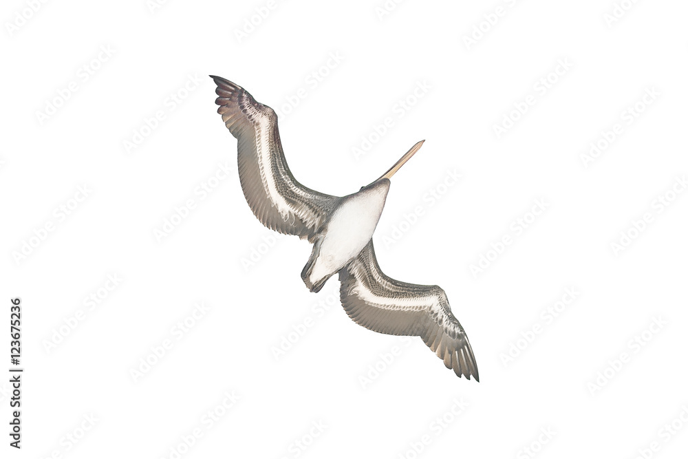 Fototapeta premium Pelican Flying Isolated