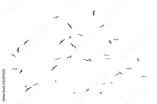 Group of Birds Silhouettes Flying Isolated © danflcreativo