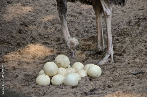 Vogelstrauß beobachtet Eier im Nest 