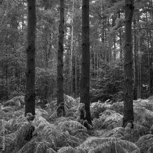 Fototapeta Naklejka Na Ścianę i Meble -  Beautifully toned black and white landscape of woodland in Autum