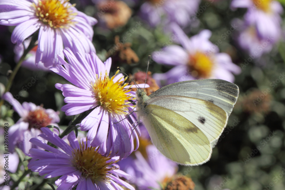 Naklejka premium White butterfly sitting on purple flowers