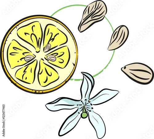 Fototapeta Naklejka Na Ścianę i Meble -  Lemon slice with flower and seeds