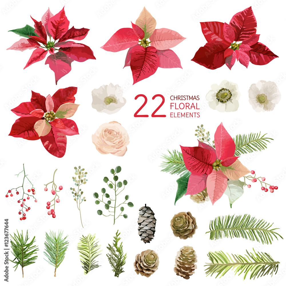 Poinsettia Flowers and Christmas Floral Elements - in Watercolor Stock  Vector