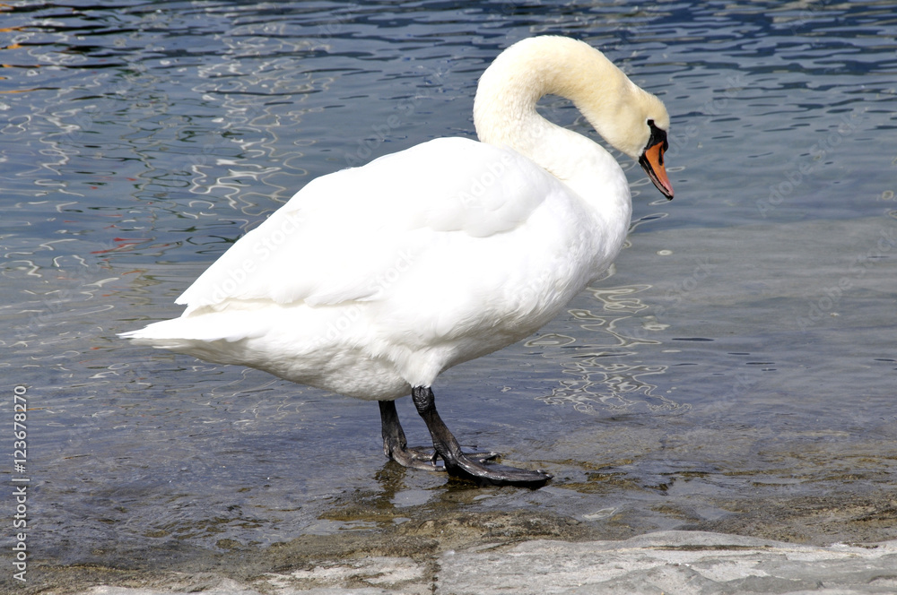 Naklejka premium Cygne