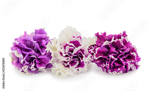 Terry petunia flowers isolated on white