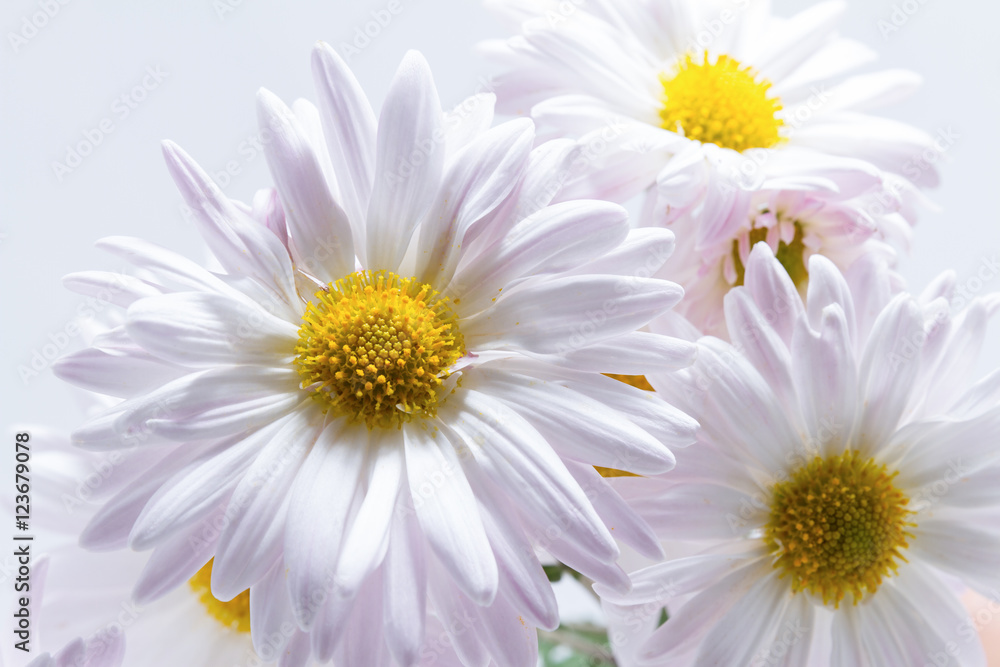 Fototapeta premium delicate flowers pink chrysanthemum on white background