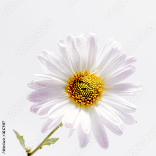 delicate flowers pink chrysanthemum on white background