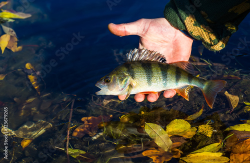 Fototapeta Naklejka Na Ścianę i Meble -  Big perch fish in hand fisherman on the background of the pond