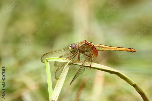 Pantala flavescens dragonfly photo