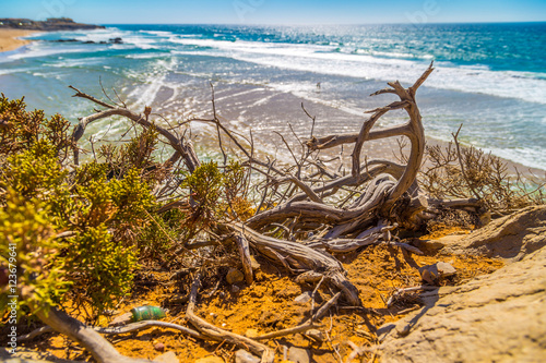 Selective focus of dead dried wooden branches with the Guincho beach  Portugal