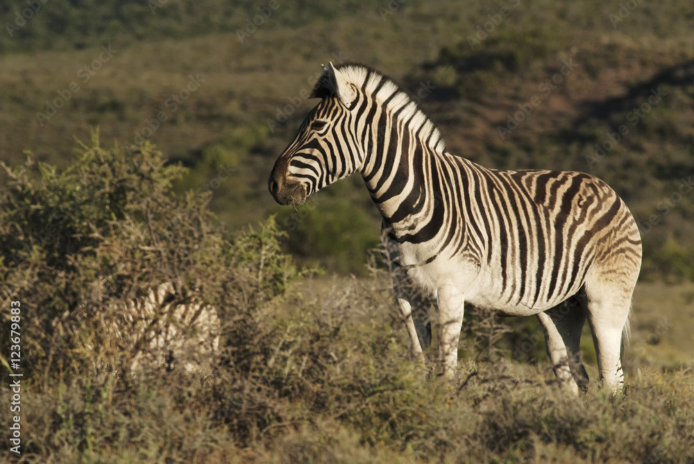 Obraz premium Burchell's Zebra, Equus quagga burchellii, Karoo National Park, South Africa