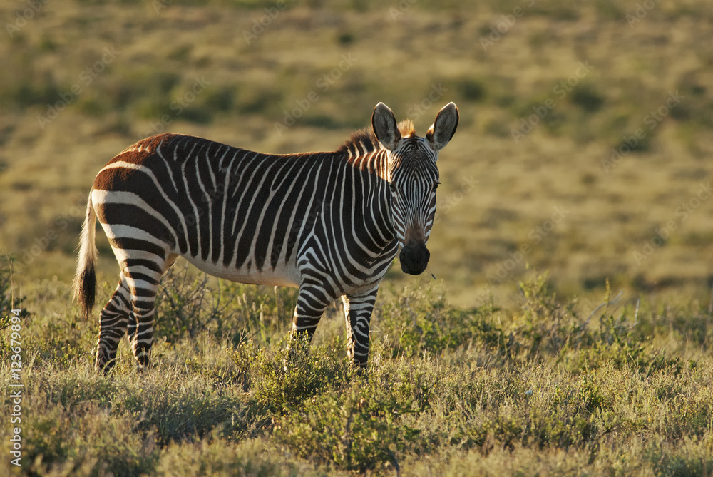 Naklejka premium Mountain Zebra, Equus zebra, Karoo National Park, South Africa