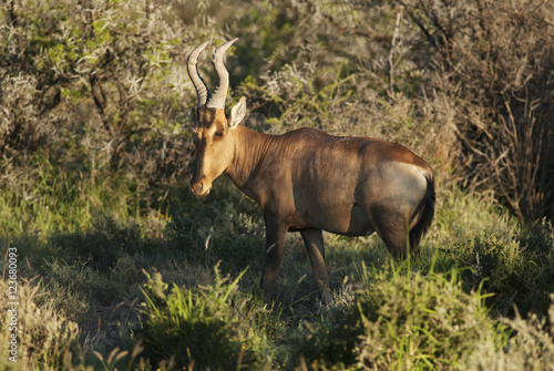 Red Hartebeest  Alcelaphus buselaphus  antelope  adult  South Africa