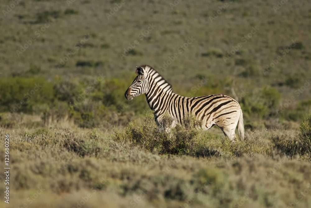 Obraz premium Burchell's Zebra, Equus quagga burchellii, Karoo National Park, South Africa