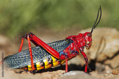 Common Milkweed Locust, Phymateus morbillosus, Karoo National Park, South Africa