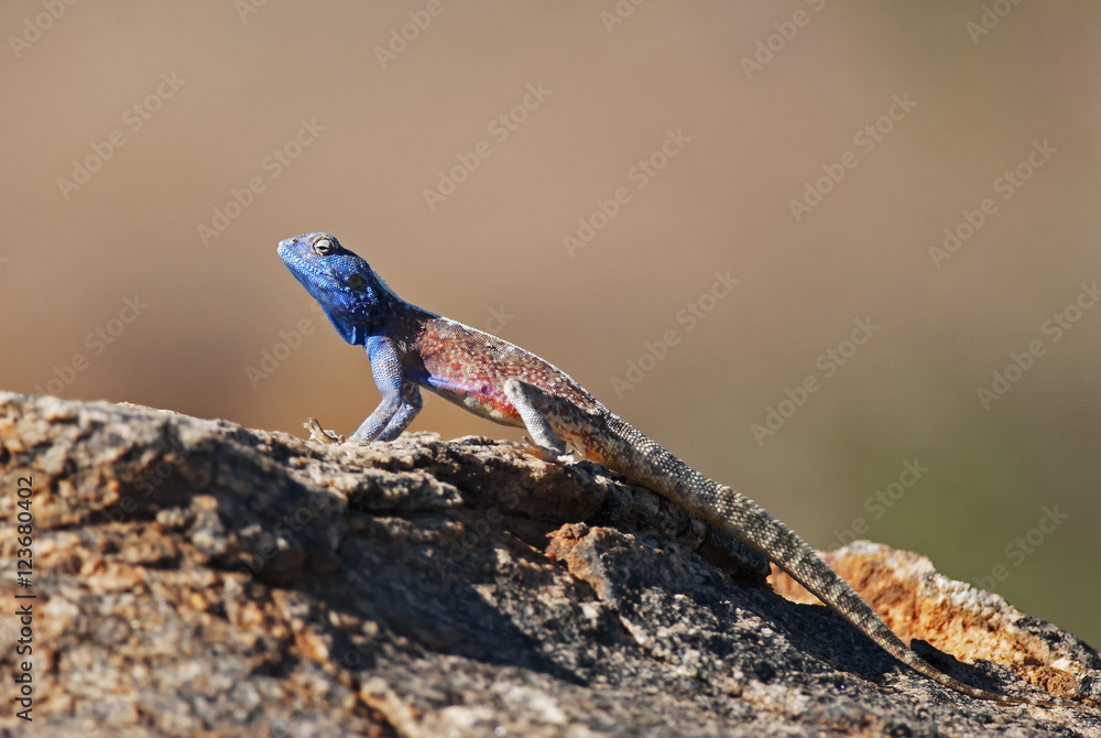 Southern Rock Agama, Agama atra atra, Augrabies Falls National Park, South Africa Southern Rock Agama, Agama atra atra, Augrabies Falls National Park, South Africa