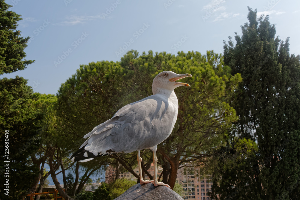 Forte poitrine et longues pattes jaunes du goéland leucophée, Monaco Forte poitrine et longues pattes jaunes du goéland leucophée, Monaco