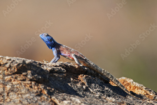 Southern Rock Agama, Agama atra atra, Augrabies Falls National Park, South Africa
