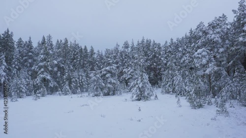 Wallpaper Mural Aerial Shot of Large Pine Forest Covered with Snow at Winter. Torontodigital.ca
